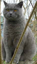 A blue British Shorthair ("British Blue")