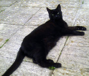 Bombay cat