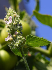 Nepeta cataria flowers