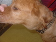 Lymphoma in a Golden Retriever