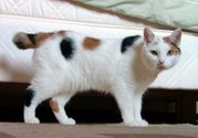 A stumpy calico Manx.