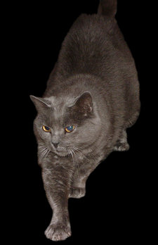 Chartreux cat