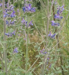 Nepeta curviflora