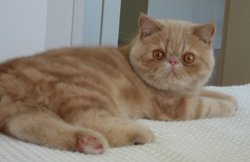 Cream tabby male exotic cat