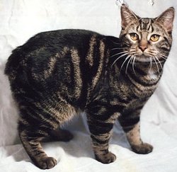 A rumpy brown classic tabby Manx.