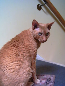 A male Devon Rex 