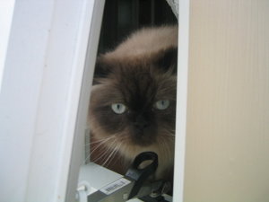 Front view of a Himalayan cat